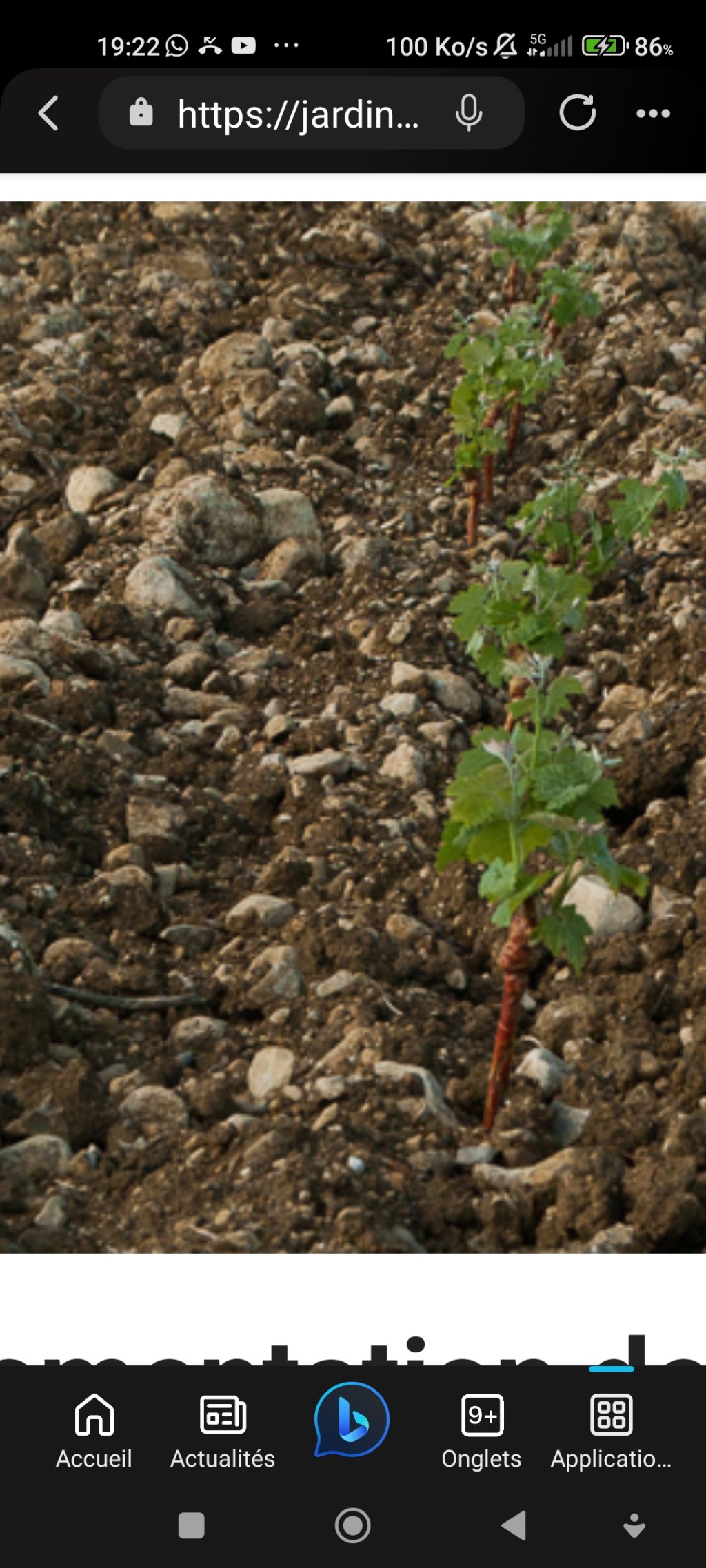 cultiver sa propre&nbsp;vigne